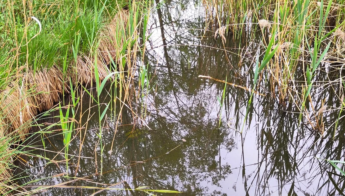 © Dr. Klaus Landendinger