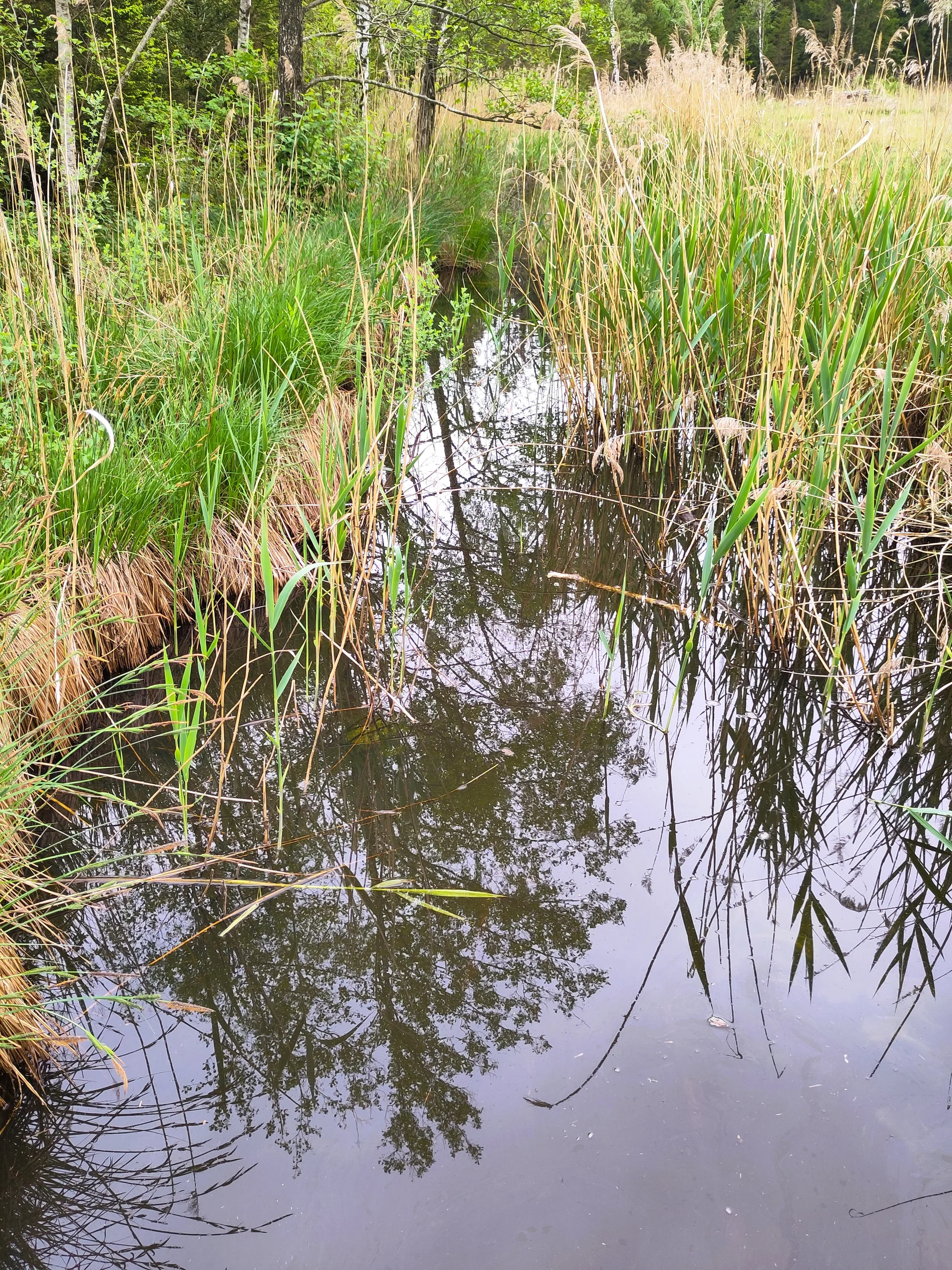 © Dr. Klaus Landendinger