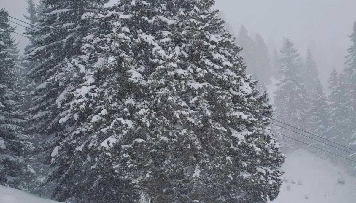 © Christa Hornreich