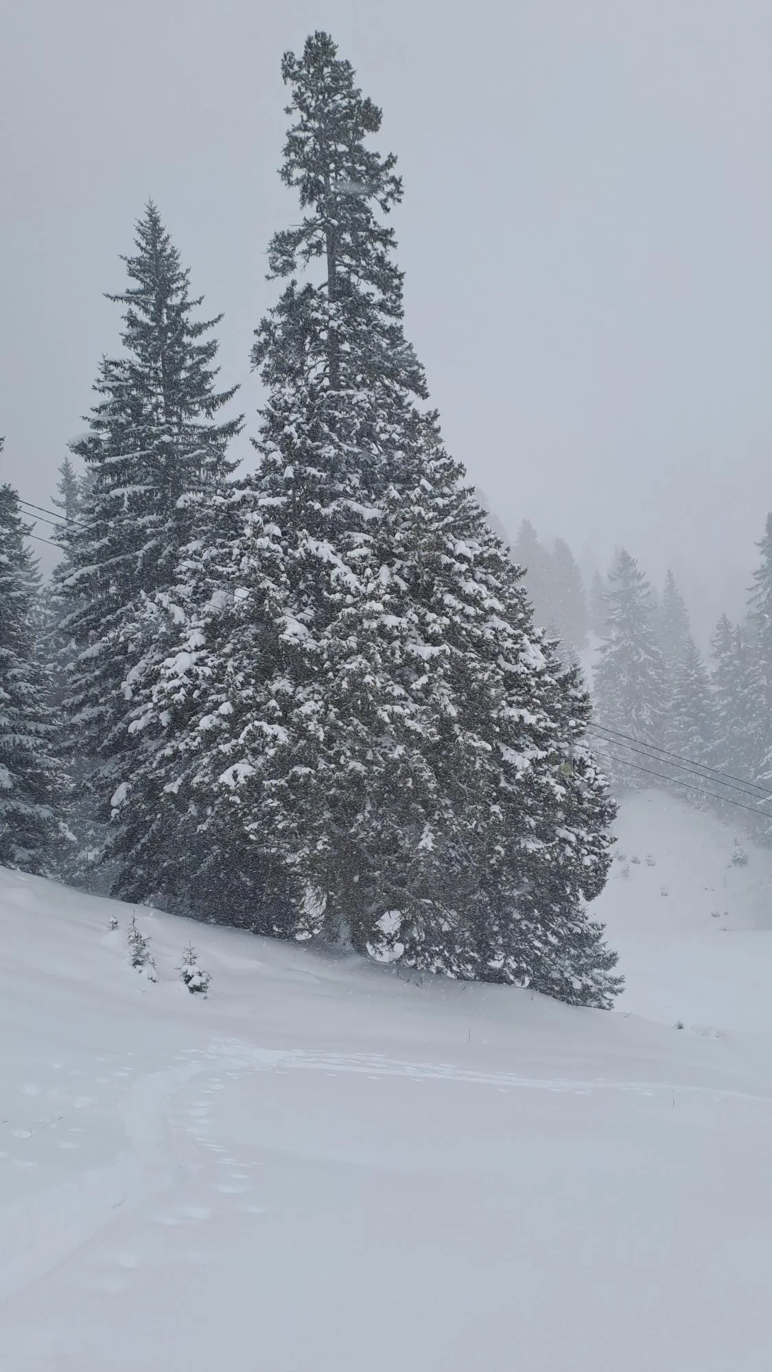 © Christa Hornreich